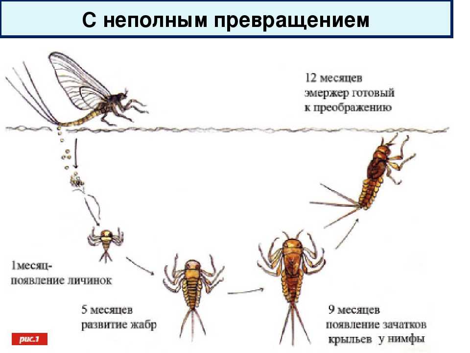 Каким номером на рисунке обозначена стадия предназначенная для превращения личинки в имаго