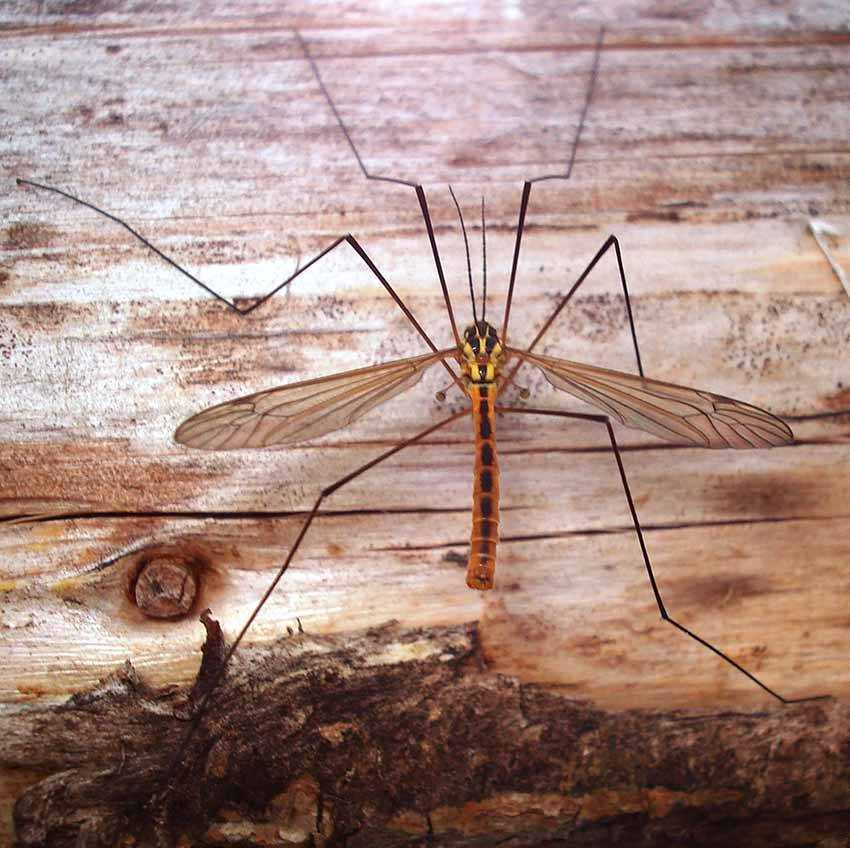 Виды комаров фото и названия