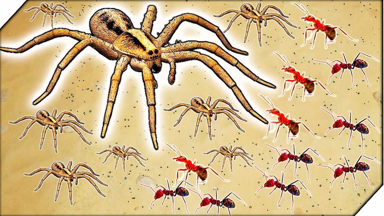 Игра муравьи пауки. Паук муравей. Паук в муравейнике. Битва насекомых и паукообразных. Пауки против муравьёв.