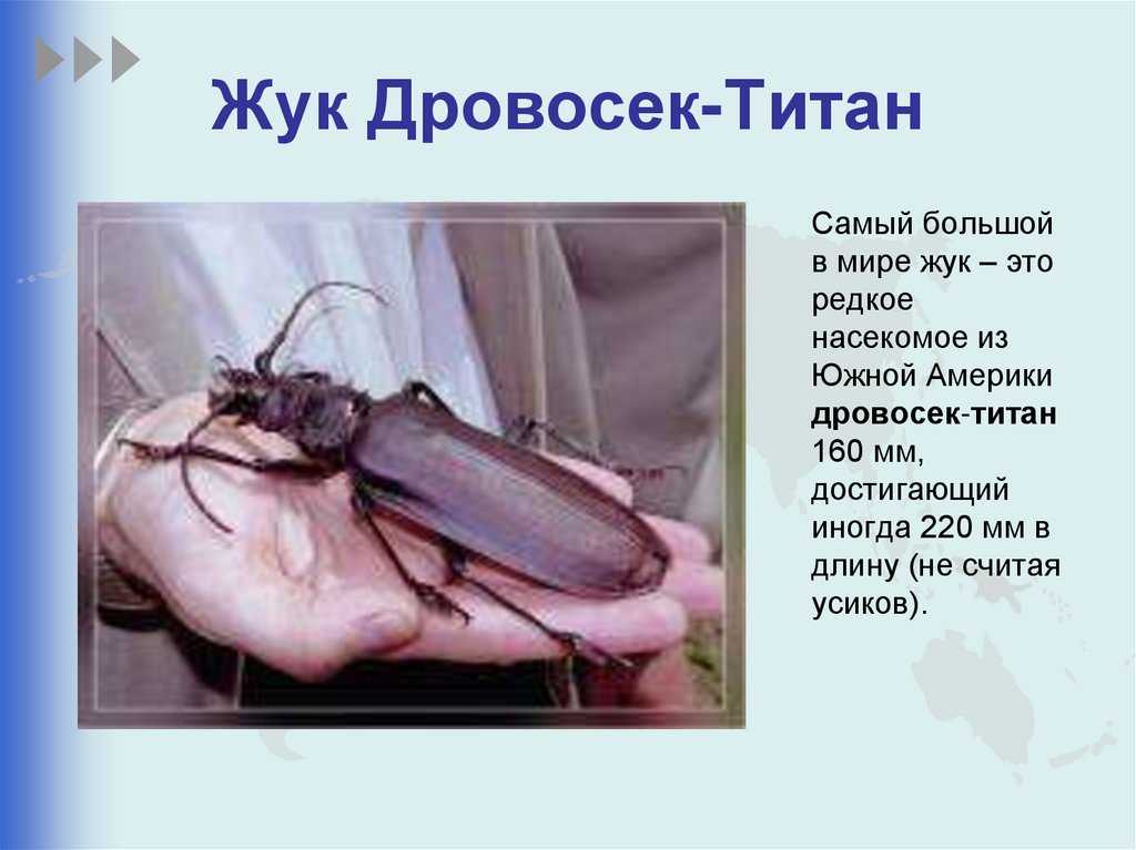 Жук усач – образ жизни, опасность и способы выведения жука дровосека с длинными усами