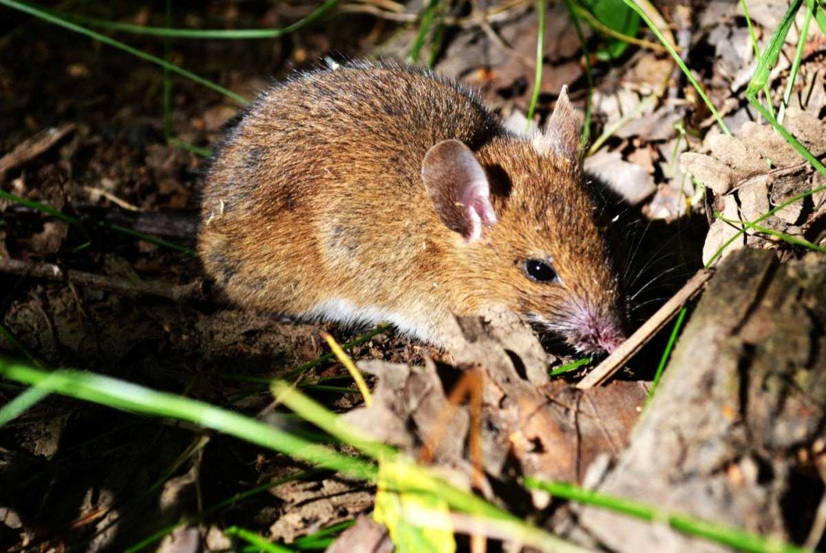 Мышь полёвка: фото грызуна и особенности борьбы с вредителем