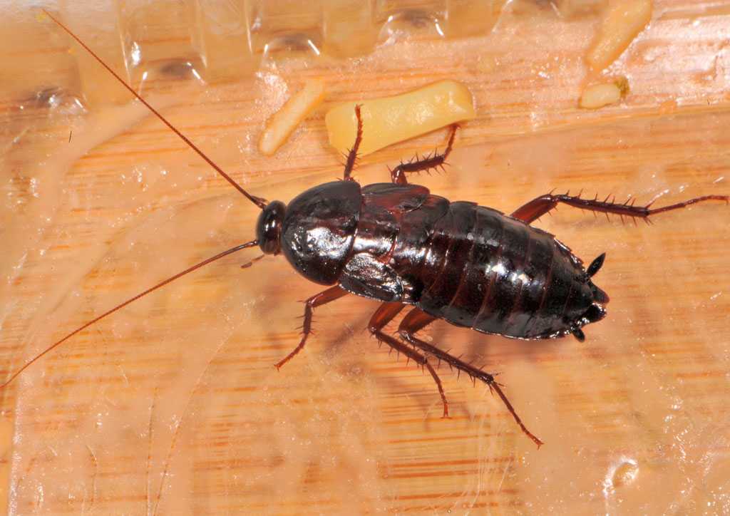Отравление средством от тараканов: симптомы и лечение