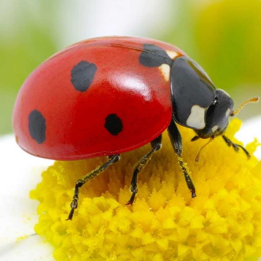 Dream of bees evangelist joshua