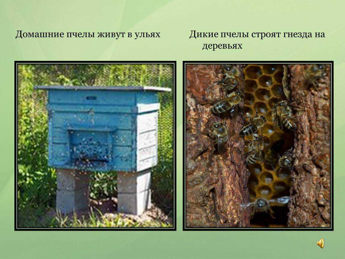 Дикие пчелы: фото и описание, улей, где живут и чем питаются?