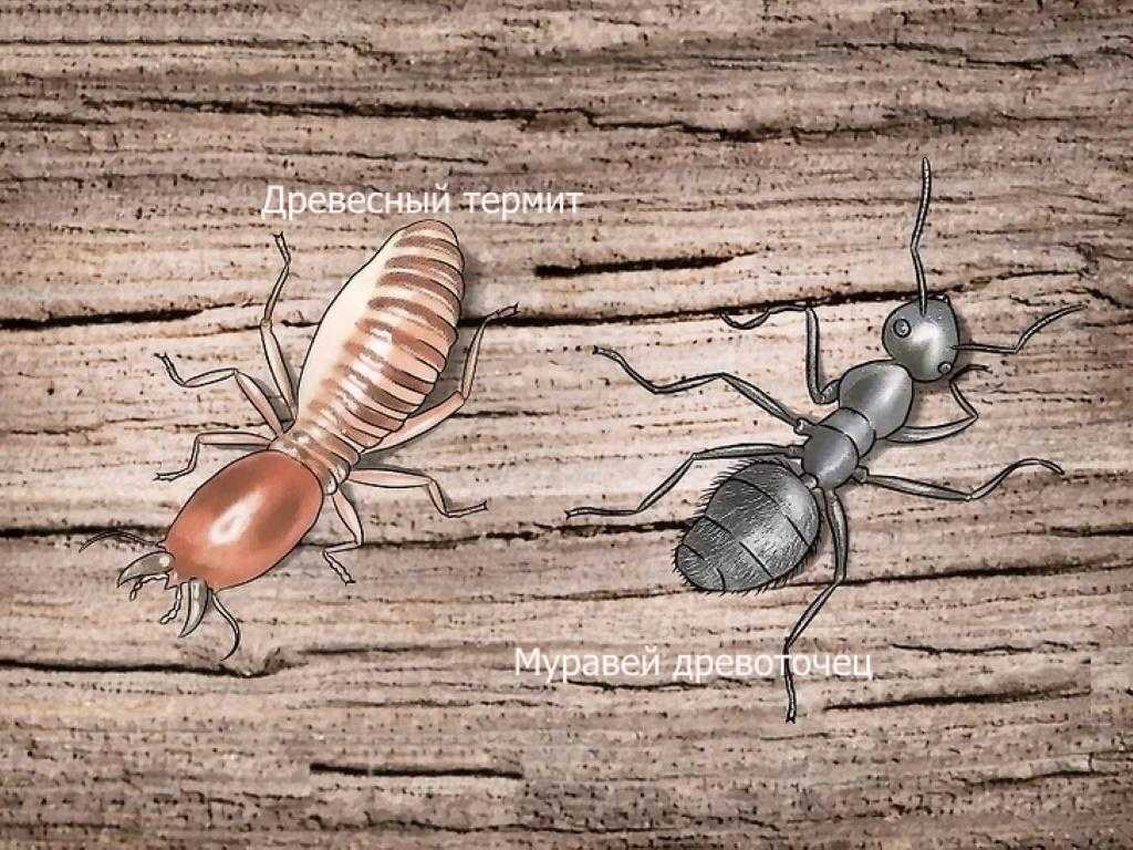 Муравьи древоточцы: описание, размножение и способы борьбы