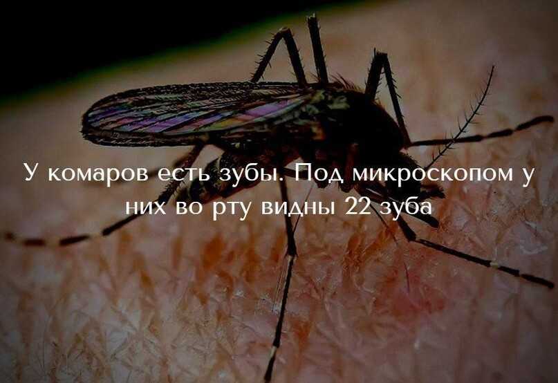 Самые интересные факты о насекомых :: syl.ru