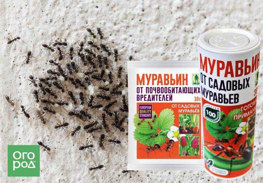 Как быстро (навсегда) избавиться от домашних, мелких,комнатных муравьев в квартире