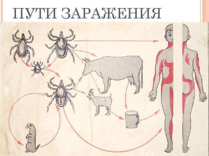 Бронзовка