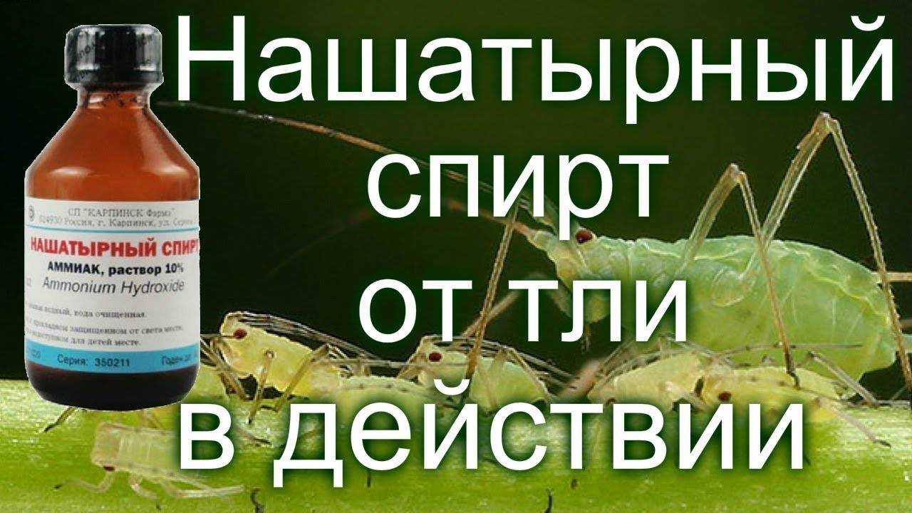 Как бороться с тлей: народные средства, которые работают