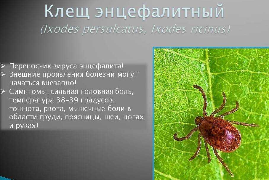 Болезни после укуса клещей | университетская клиника