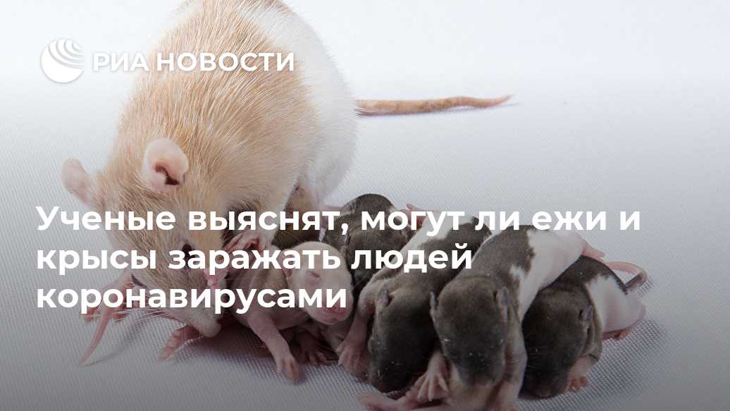 Средство от мышей в доме, от которого они уходят навсегда, народные средства