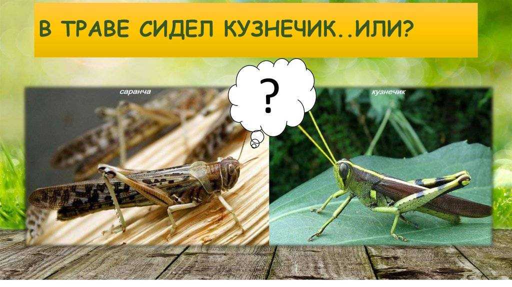 Домовые сверчки: что это за насекомые, как выглядят и чем питаются