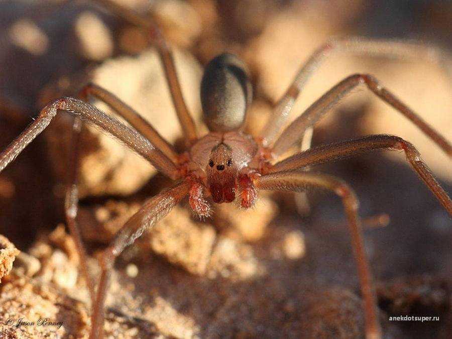 Безобидный на вид и смертельно опасный – коричневый паук отшельник