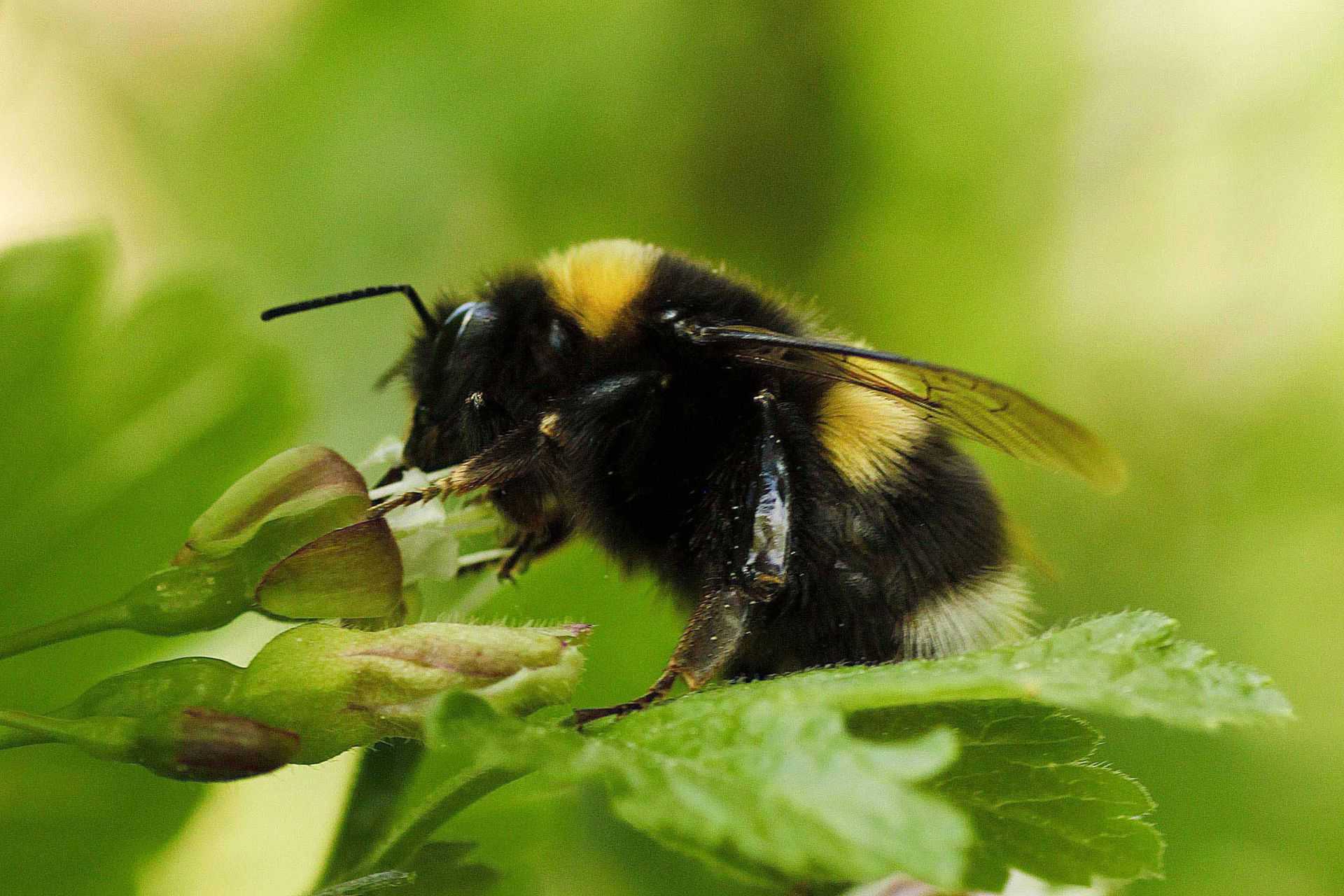 Bombus patagiatus