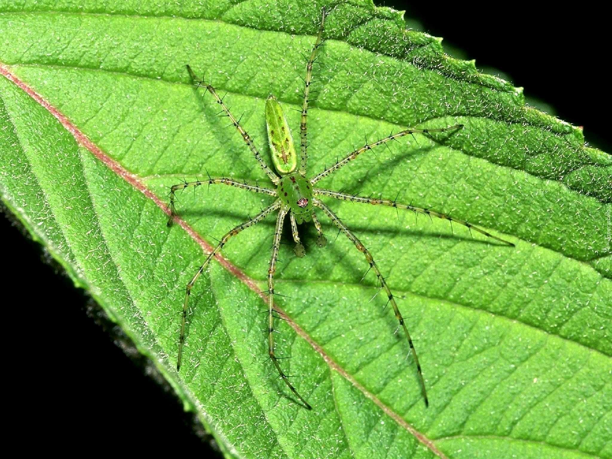 Зеленый паук фото – зеленые пауки в россии – названия, фото и описания