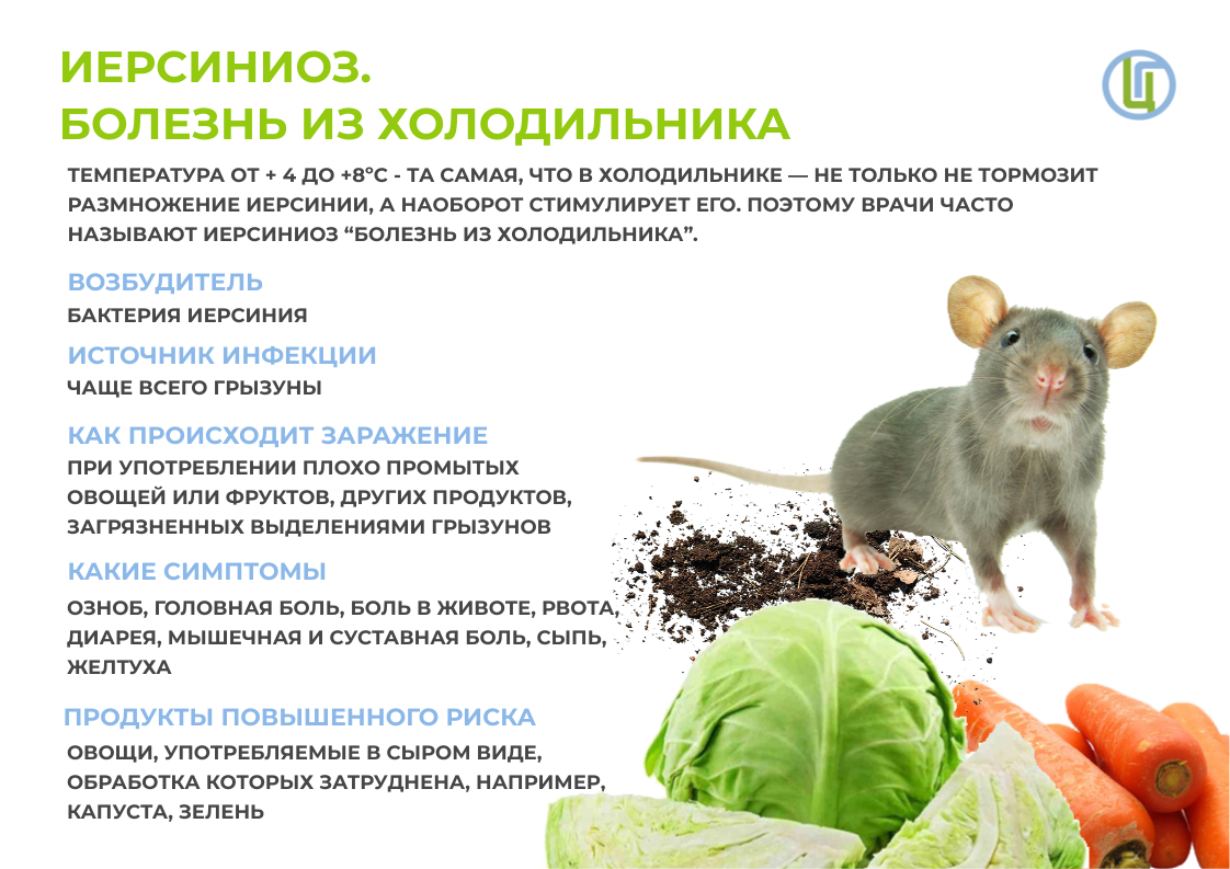 Укус мыши: насколько он опасен и что делать в первую очередь.