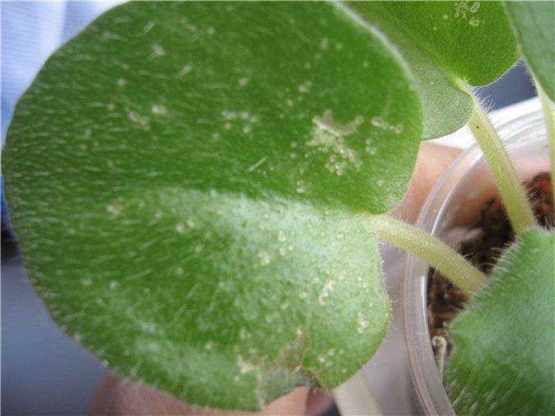 Болезни фиалок — профилактика и уход за больными растениями