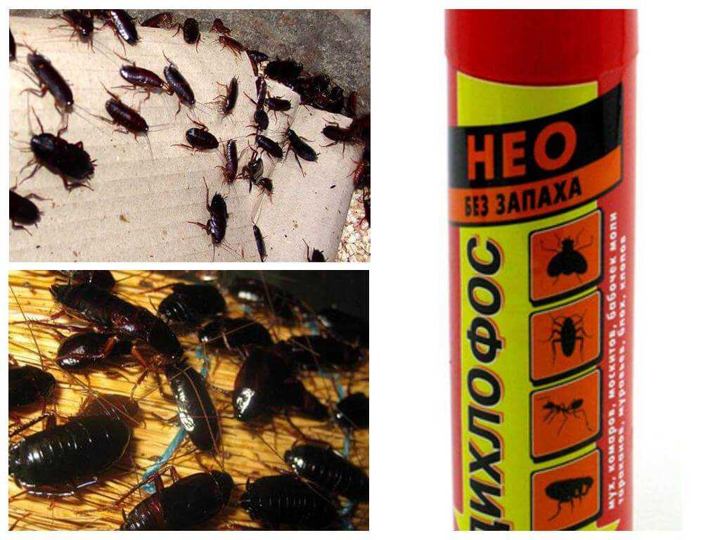 Аэрозоль для уничтожения ползающих и летающих насекомых — дихлофос нео без запаха: инструкция по применению и меры предосторожности