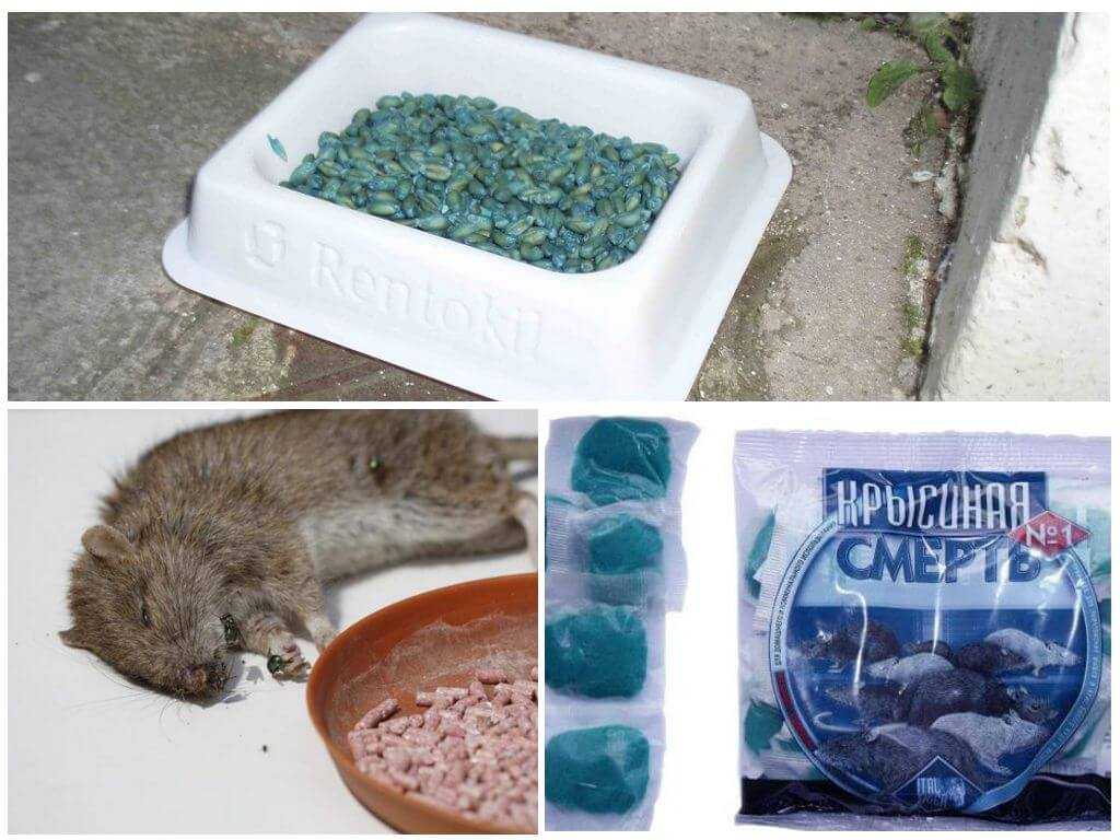 Признаки отравления крысиным ядом и первая помощь потерпевшему. опасный крысиный яд