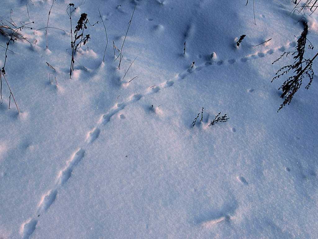 Как выглядят следы крысы, мыши и других животных на снегу