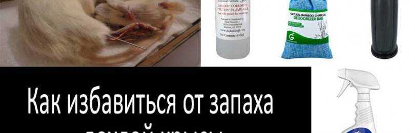 Болезни декоративных крыс, симптомы и лечение в домашних условиях - kotiko.ru