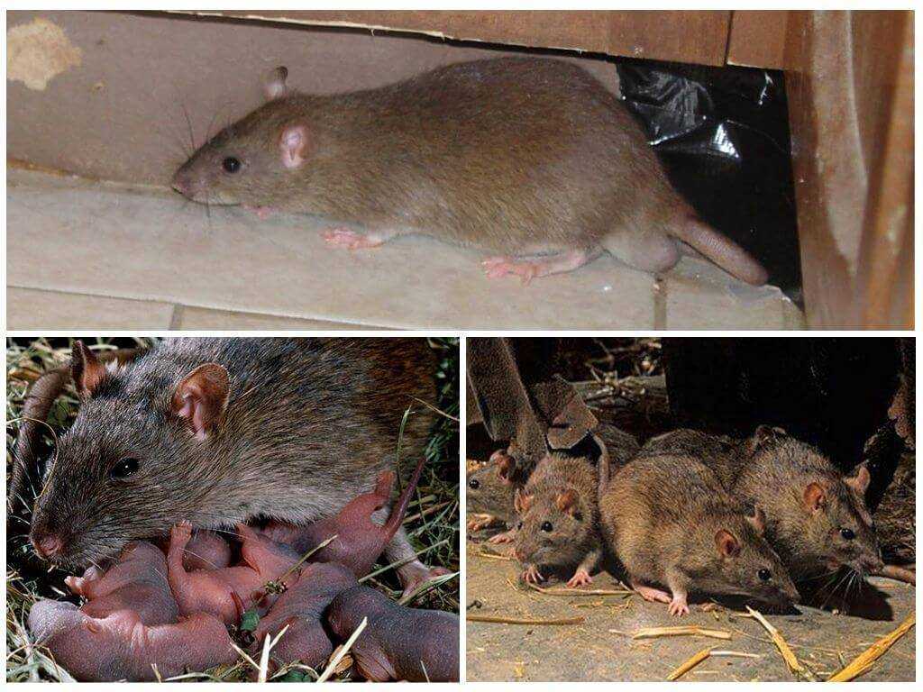 Сколько живёт домашняя крыса: при каких условиях, как содержать