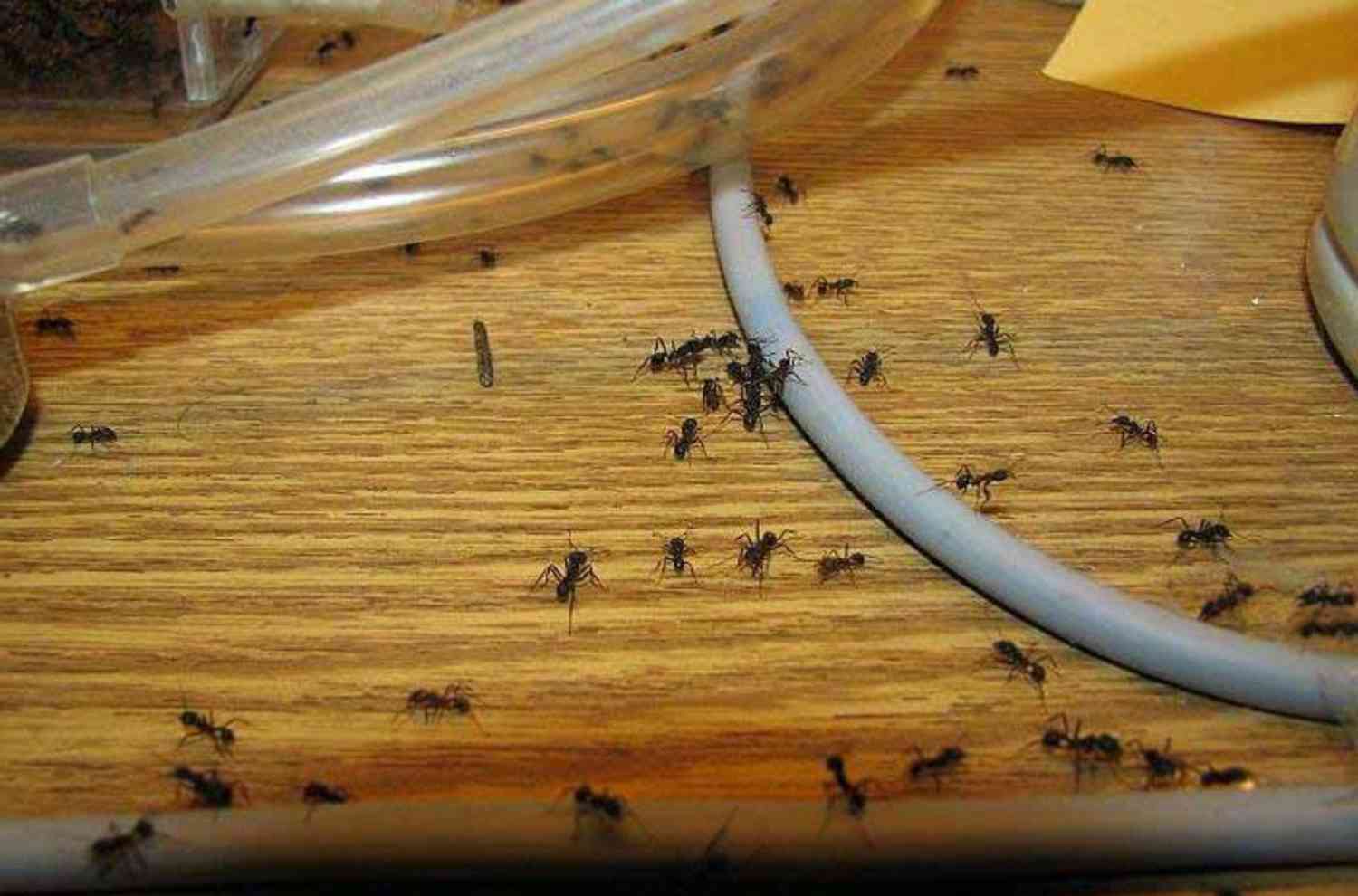 Борьба с муравьями в доме. Муравьи в квартире. Муравьиное гнездо в квартире. Гнездо муравьев в квартире. Домашние насекомые муравьи.
