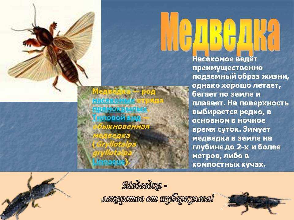 Саранча: фото, описание насекомого, чем отличается от кузнечика, наносимый вред и способы борьбы с ней русский фермер
