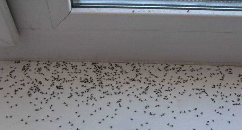 Как избавиться от мух в загородном доме - лучшие средства