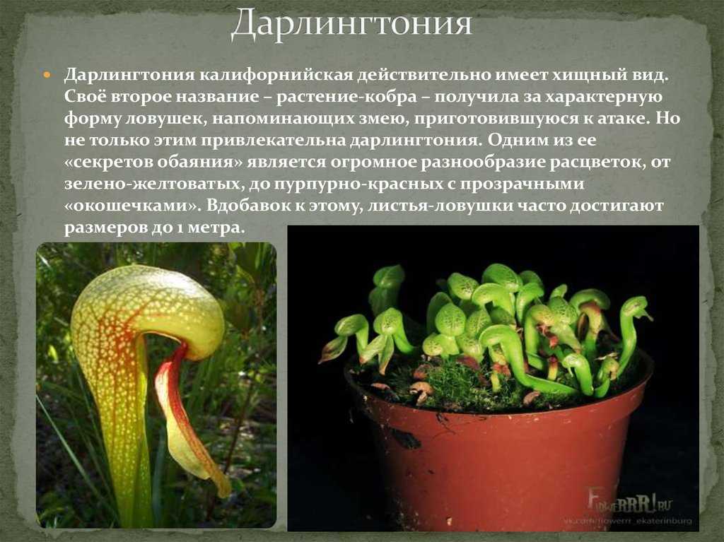 Проект по биологии 7 класс на тему растения