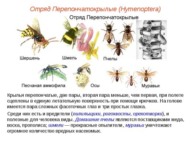 Насекомое оса – фото и описание разновидностей ос