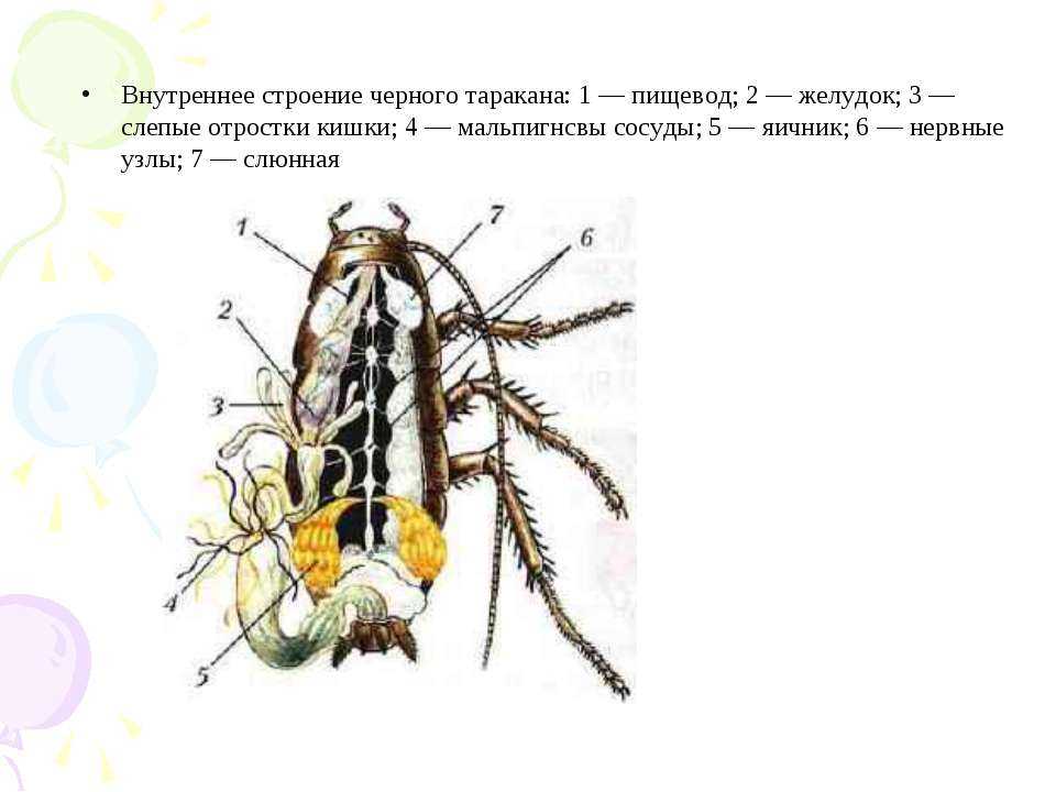 Строение таракана