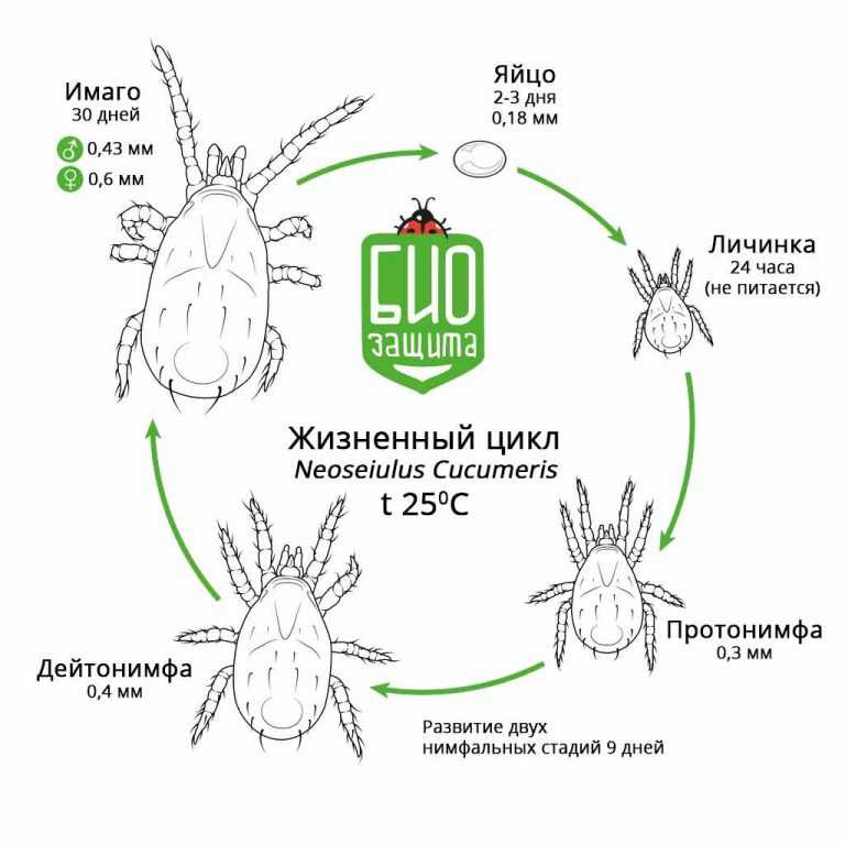 Жизненный цикл собачьего клеща схема