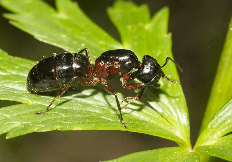 Camponotus (Camponotus) herculeanus (муравей-древоточец красногрудый)