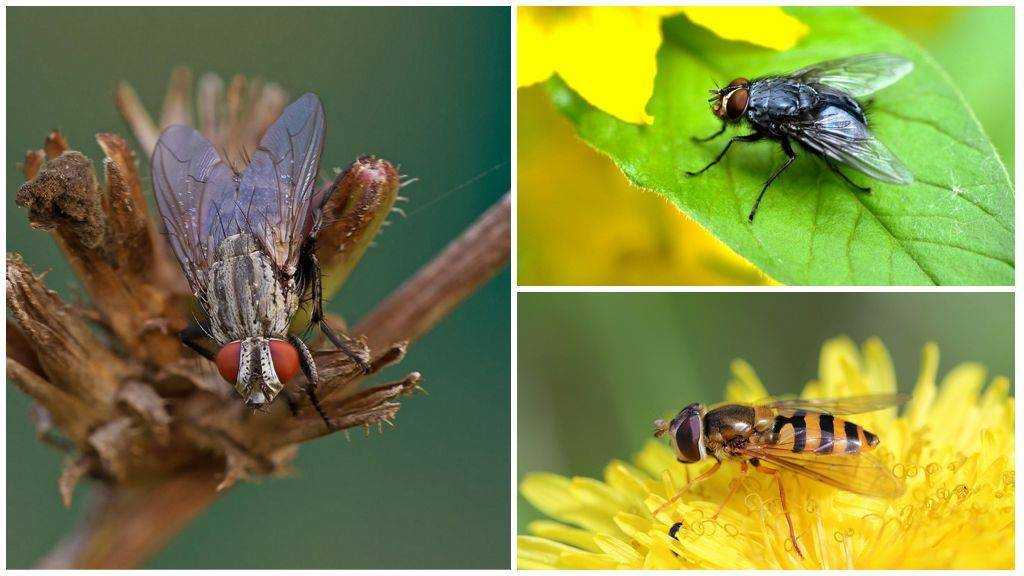 Кусаются ли мухи и почему именно в конце лата — в августе