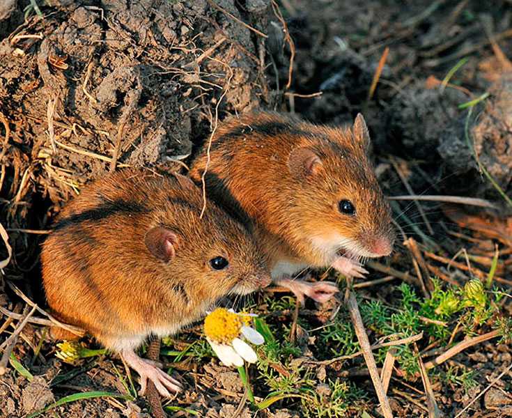 Мыши живущие в лесу. Мышь полевка. Полевая мышь Apodemus agrarius. Обыкновенная полёвка. Степная мышь полевка.