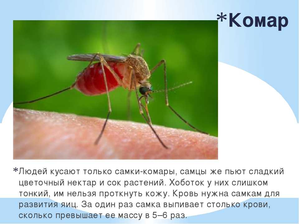 Комар: описание, питание, повадки, почему кусаются, размножение, виды, фото и видео. чем питаются комары, кроме крови, что едят самцы насекомых в лесу