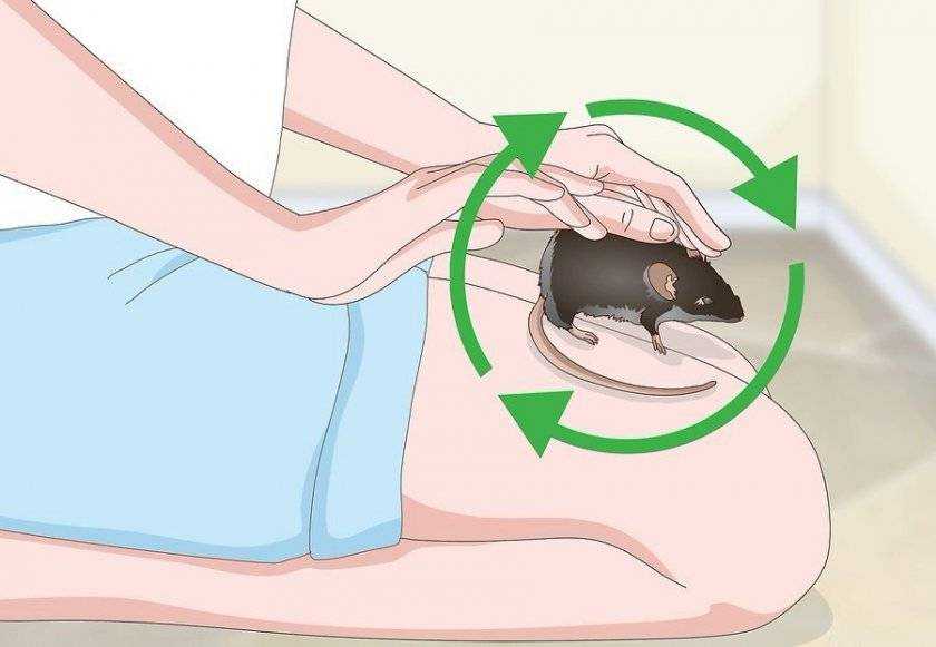 Что делать если укусила крыса за палец, насколько это опасно?