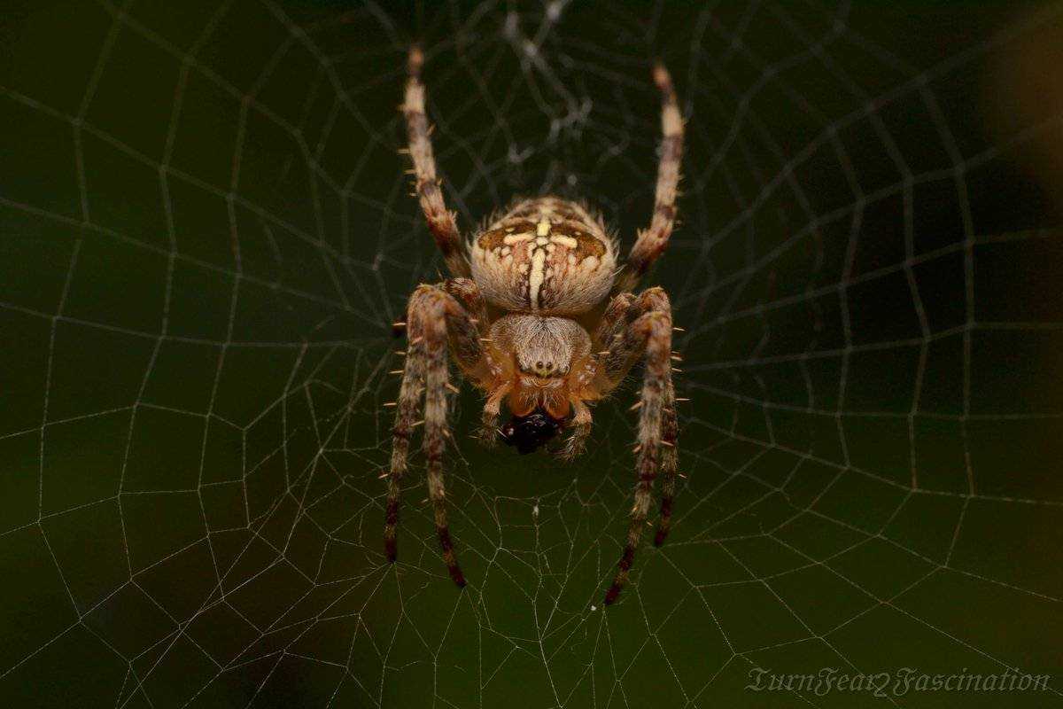 Опасен ли для человека укус паука крестовика, должен знать каждый любитель природы Пауки встречаются повсеместно Могут укусить, находясь в одежде, вещах, побывавших в лесу, на поле, вблизи реки Смертельной опасности не представляют