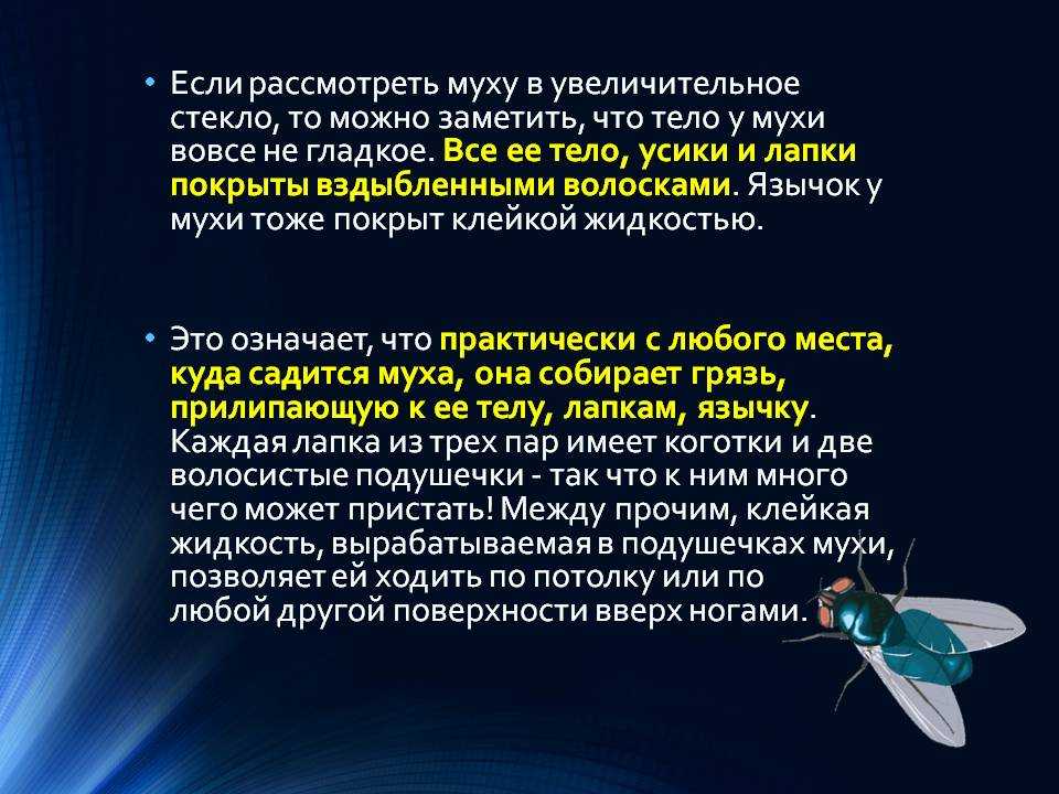 Содержание мух. Интересные факты о мухах. Интересные факты про муху. Интересные сведения о мухе. Интересные факты о мухах для детей.