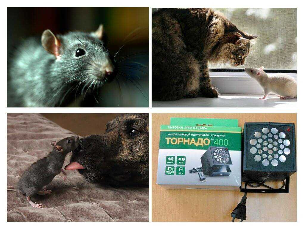 Чего боятся мыши больше всего?