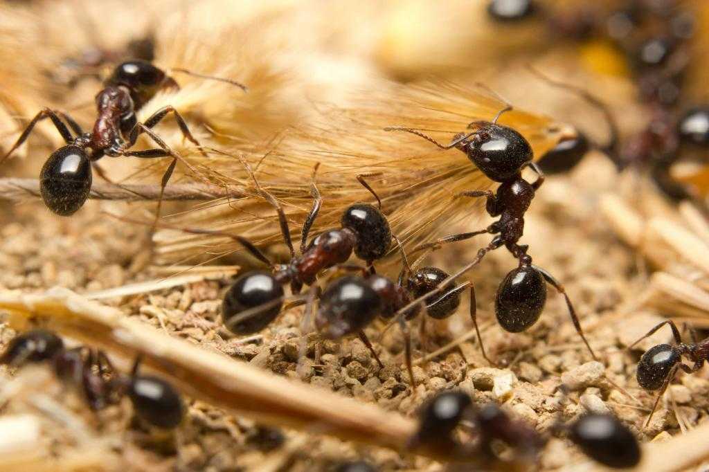 Уникальные способности муравьев. сотворенная природа глазами биологов. поведение и чувство животных