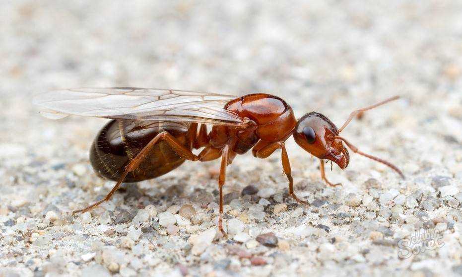 Как избавиться от муравьев в доме навсегда: от черных, летающих и садовых