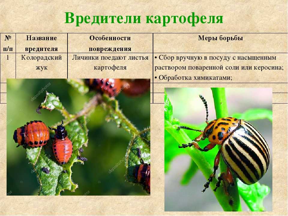 Картофельная моль – узкоспециализированный огородный вредитель