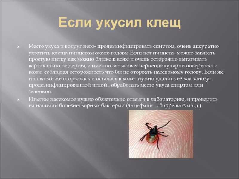 Укус паука. симптомы, первая помощь и лечение | медицина на "добро есть!"