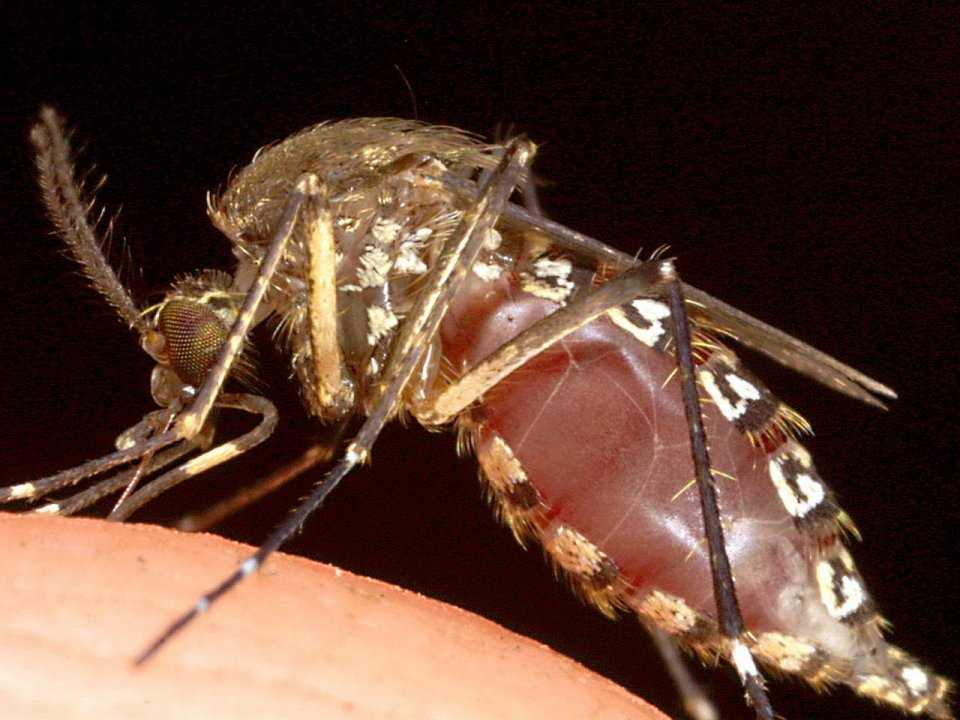 Какое самое опасное насекомое в мире?