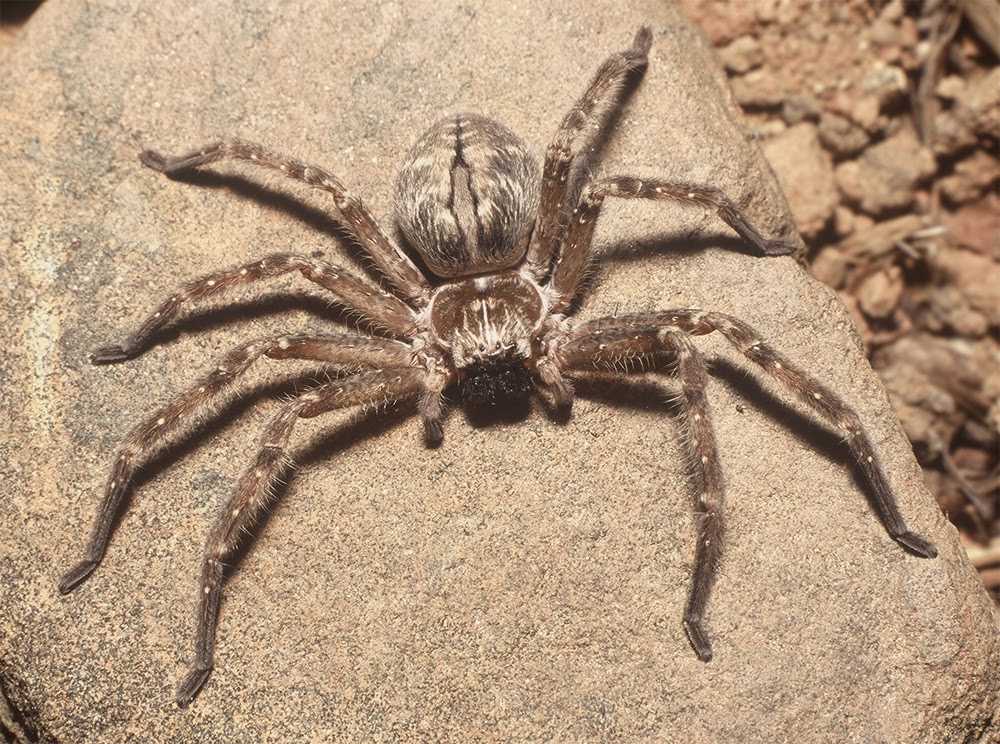 Топ 29 самых опасных пауков для человека | выживание в дикой природе