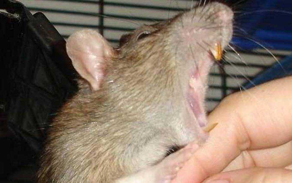 Повадки диких крыс Какие болезни переносят крысы Почему крысы нападают на людей Нападение крысы на спящего человека Открытая атака крысы на человека