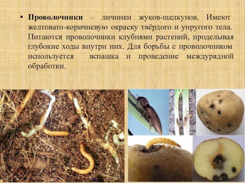 Жук майский: описание, стадии развития, строение :: syl.ru