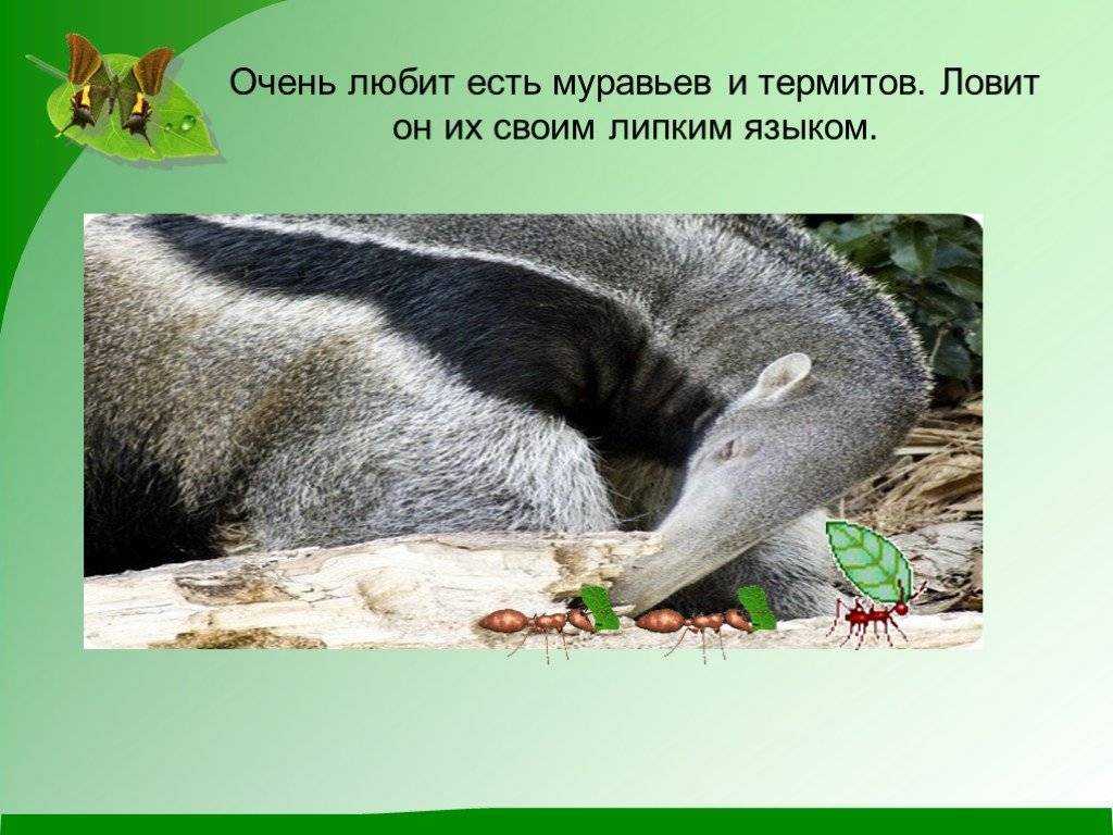 Как устроен муравейник или муравьиная колония, жизнь муравьев